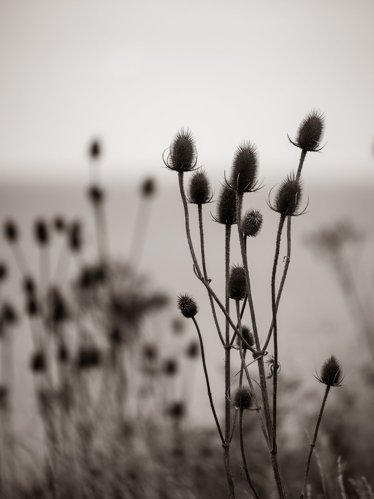 Exquisite Themed Photographs Collection