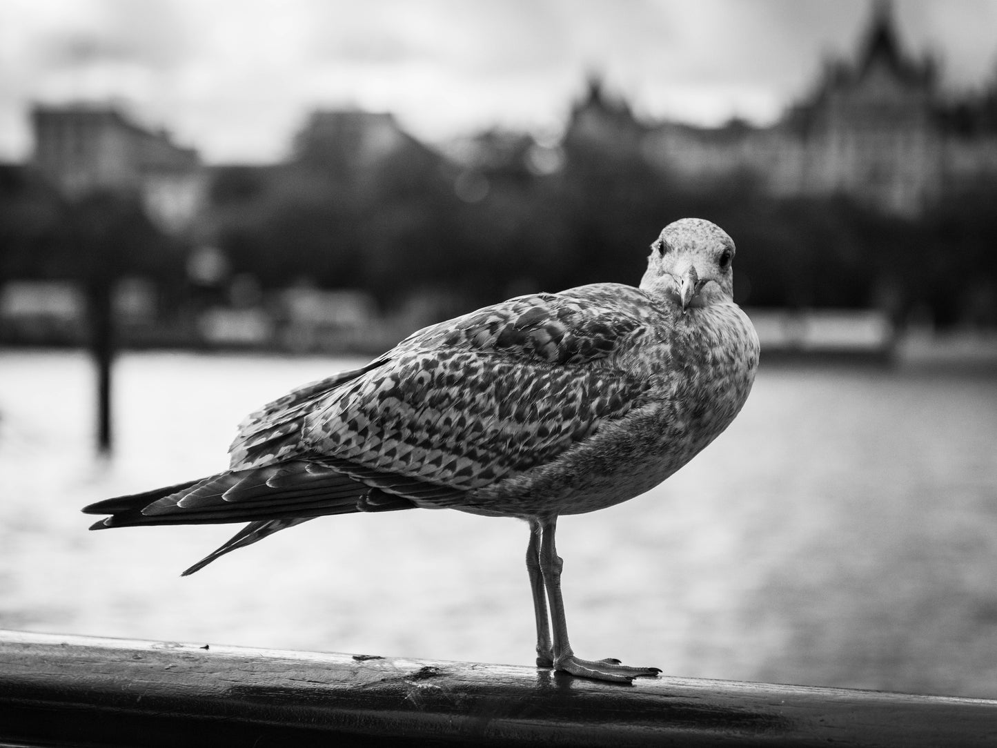 Exquisite Themed Photographs Collection