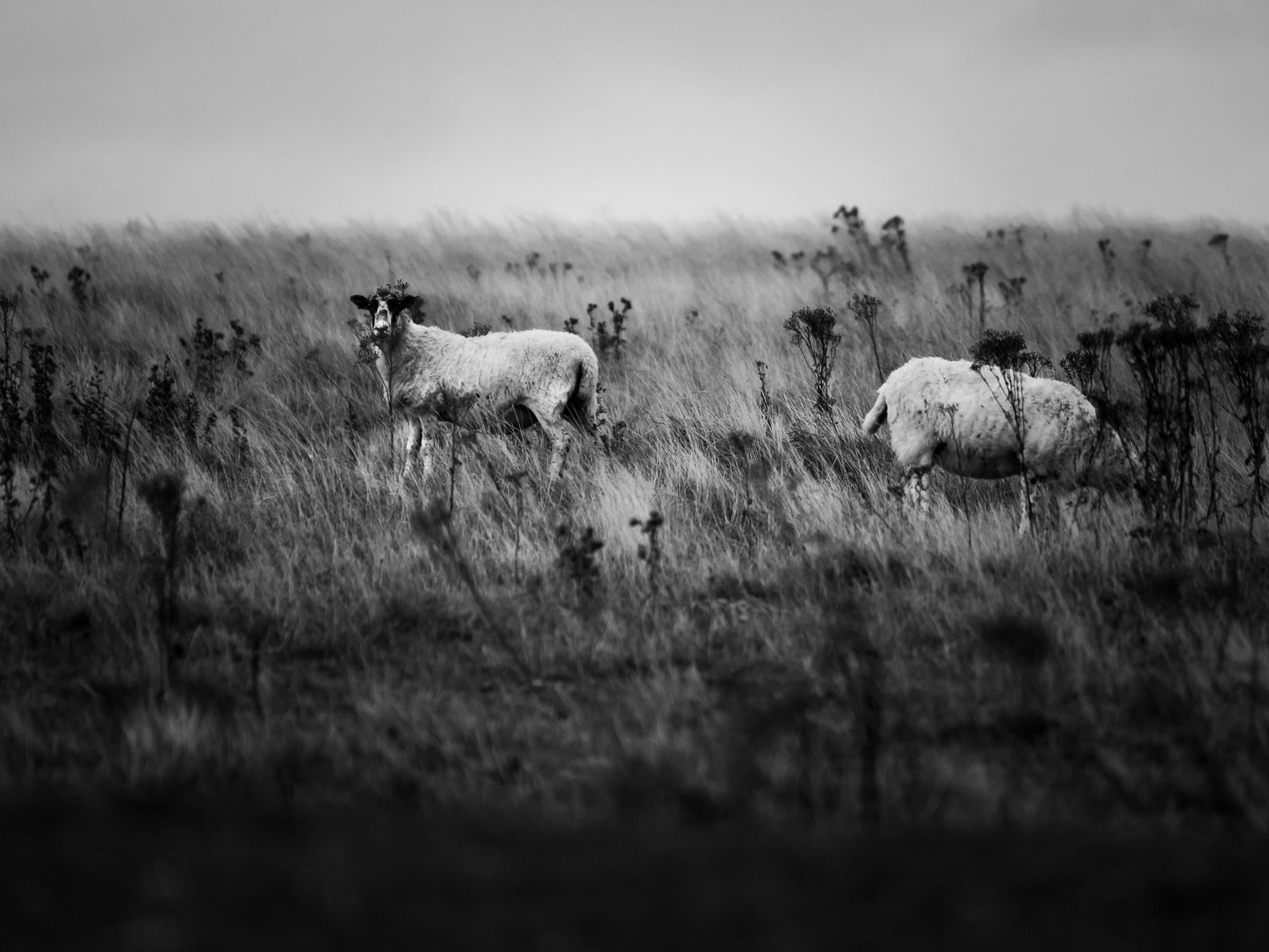 Exquisite Themed Photographs Collection