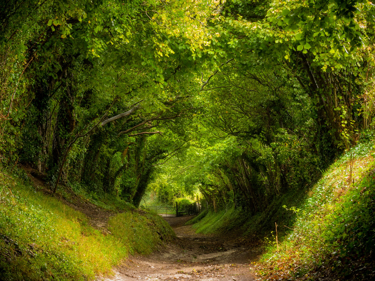 Exquisite Themed Photographs Collection